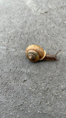 snail on the road