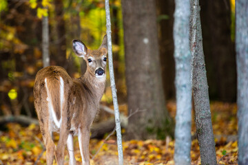 White-tailed deer fawn buck (odocoileus virginianus) standing in a Wisconsin forest
