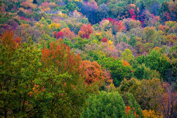 Close-up of an autumn forrest in Wausau, Wisconsin