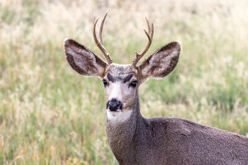 Naklejka na ściany i meble Mule Deer Buck in Colorado