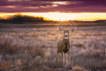 A deer 