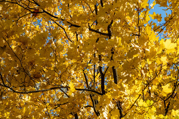 Yellow autumn leaves against the blue sky. Trees and branches dressed in gold. Autumn. Day. Sunny. Russia.