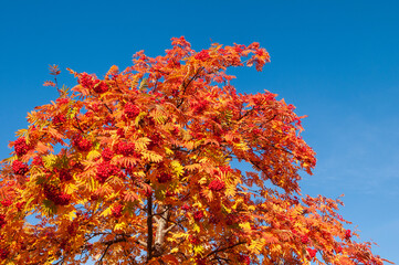 Rowan tree branches with ripe red berries and colorful autumn leaves against blue sky