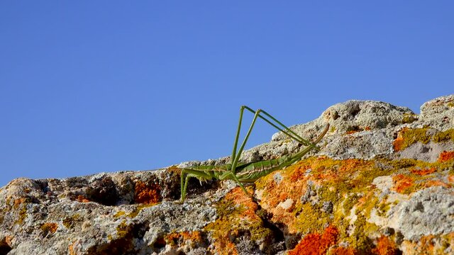Predatory bush cricket, or the spiked magician (Saga pedo, Orthoptera), largest endangered grasshopper in Europe, Red Book