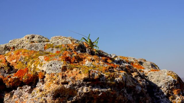 Predatory bush cricket, or the spiked magician (Saga pedo, Orthoptera), largest endangered grasshopper in Europe, Red Book