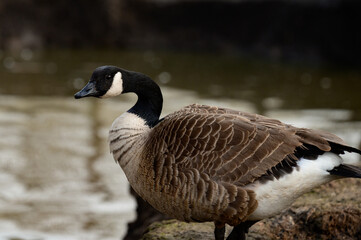 Duck at the local zoo near the pond.