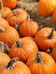 pumpkins in a field