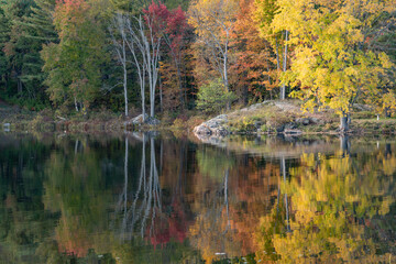 Autumn Trees Reflected in Water