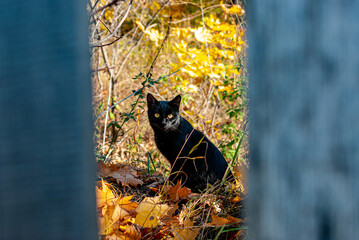 a black cat is walking in the forest!