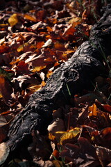 autumn leaves on the ground