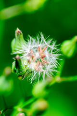 Tragopogon pratensis in the morning yard natural light.