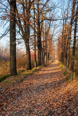 autumn in the park