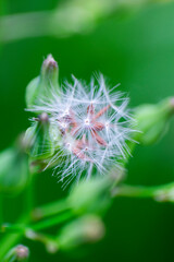 Tragopogon pratensis in the morning yard natural light.