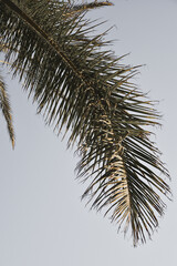 Liść palmy na niebie. 