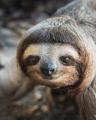 Shallow focus of a cute pygmy three-toed sloth