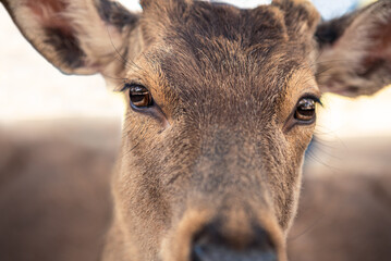 Naklejka na ściany i meble Sika deer live freely in a Japanese Nara Park. Cervus nippon during spring