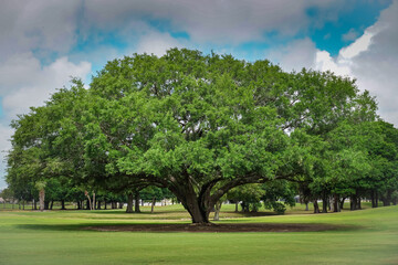 Huge Oak Tree Close Up
