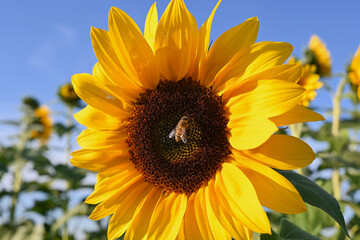 one bee collecting pollen on a sunflower on a sunny day