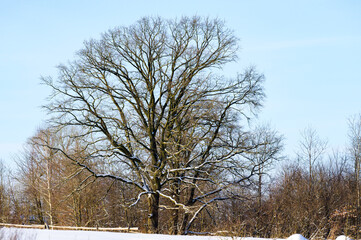 Snow-covered trees in the park, landscape of winter and snow-covered forest.
