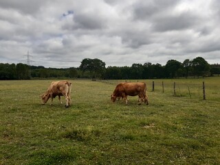 Vacas pastando en un prado de Galicia