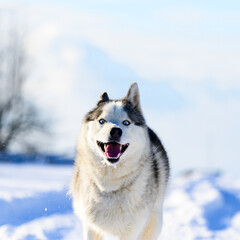 Husky jogging in the field, snowy road and dog.