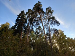 лес сосны россия природа красота