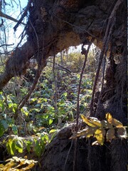 лес природа осень листья деревья солнце красота