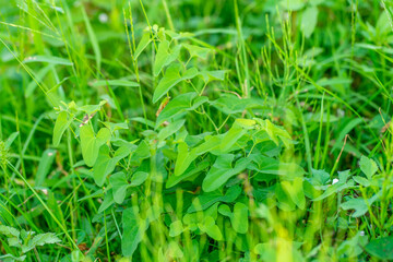 ウマノスズクサ