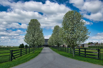 Fototapeta na wymiar View of a Farm Home Stead with Rows of Trees in Bloom on Both Sides of the Driveway With White Clouds and Blue Sky in Early Spring