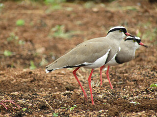 View of  beautiful crowned lapwings in the forest