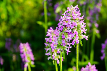 Obraz premium Blooming flowers of common hedgenettle in a summer garden