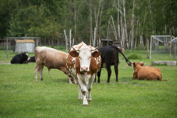 Herd of cows grazes in a field near the farm. Farming. Livestock raising.