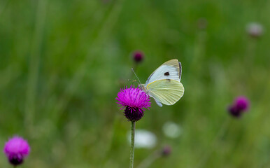 Great White angel butterfly, Pieris brassicae feeding on the plant