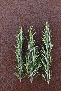 Fresh rosemary on an old rusty background