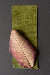 leaf on paper