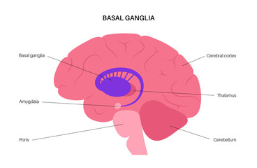Basal ganglia anatomy