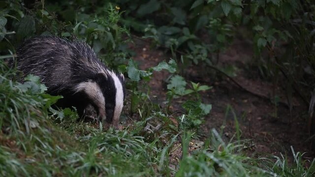 A wild British (European) Badger which was found on a local nature reserve. It had found some overspilled bird seed from the bird feeder above (out of shot) and was feeding on the left overs!