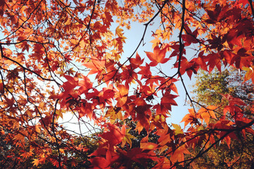 Naklejka na ściany i meble Red leaves of the Japanese Acer in autumn, Surrey, UK