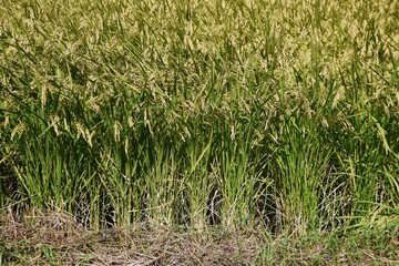Rice cultivation. Rice is the staple food of the Japanese people, and rice is planted in May, and the harvest time is from September to October. 