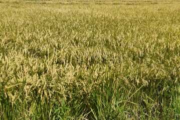 Rice cultivation. Rice is the staple food of the Japanese people, and rice is planted in May, and the harvest time is from September to October. 