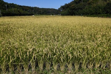 Rice cultivation. Rice is the staple food of the Japanese people, and rice is planted in May, and the harvest time is from September to October. 