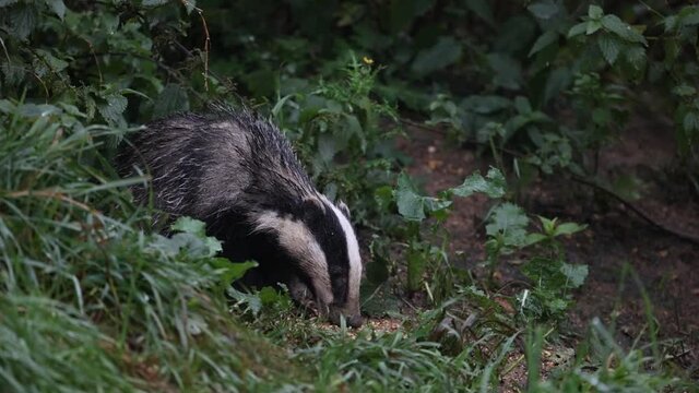 A wild British (European) Badger which was found on a local nature reserve. It had found some overspilled bird seed from the bird feeder above (out of shot) and was feeding on the left overs!