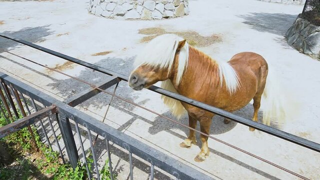 Freedom run horses, powerful nature equine equestrian outdoors. 4k reat lifestyle, flock