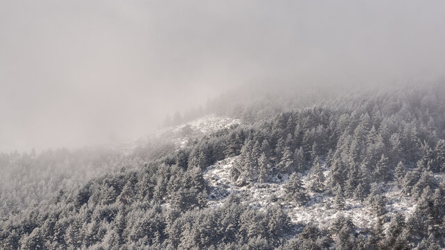 Fog over winter coniferous forest