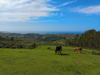 Fototapeta na wymiar A wide view of the cantabrian coast, with cows grazing a meadow 