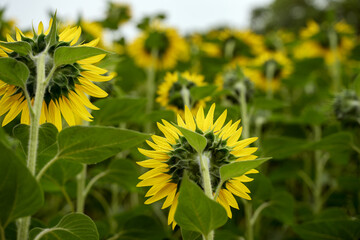 Large yellow sunflowers blurred background. Sunflowers back view. Growing sunflowers in the field. Farming.