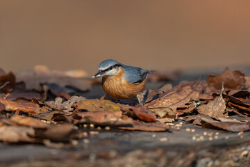 Marsh Tit (Poecile palustris) feeding on wooden table