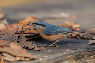 Marsh Tit (Poecile palustris) feeding on wooden table
