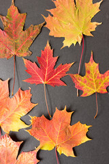 Naklejka na ściany i meble maple leaves background