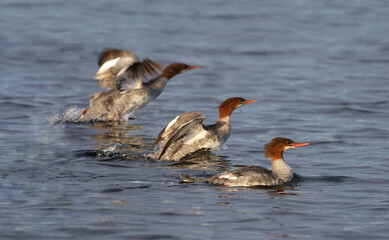 ducks flying in nature during summer